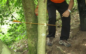 Michel attaque les arbres