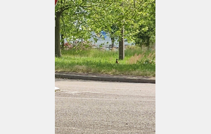 Nous avons eu un copain tous le long du repas: le faisan